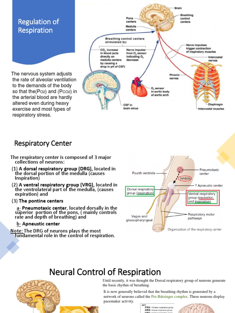 Neural Control of Respiration Explained | PDF | Anatomy | Brain