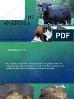 Informe de Anatomia 3er Corte