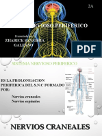 ANATOMIA