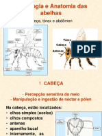 Morfologia e anatomia das abelhas