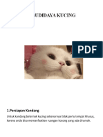 Budidaya Kucing