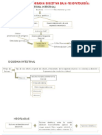 HDB Otras Causas Fisiopatologia