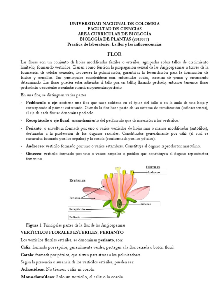 Estructura y Tipos de Flores e Inflorescencias | PDF | Flores ...