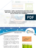 Plantilla - Proyectos - Microalgas
