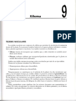 9- xilema