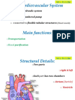 02 - Cardiovascular System & Conduction System