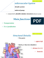 02 - Cardiovascular System & Conduction System