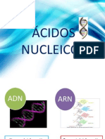 Xii. Ácidos Nucleicos