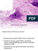 Lecture 2 Histology Nervous System