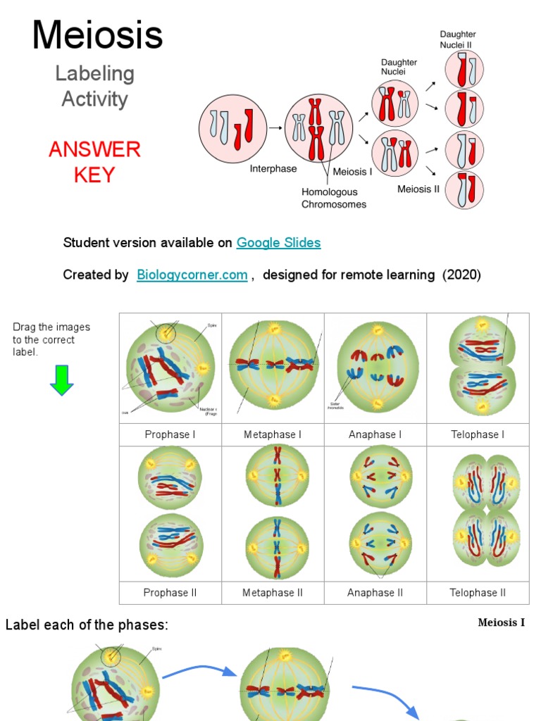 Meiosis Labeling Activity Answer Key | PDF
