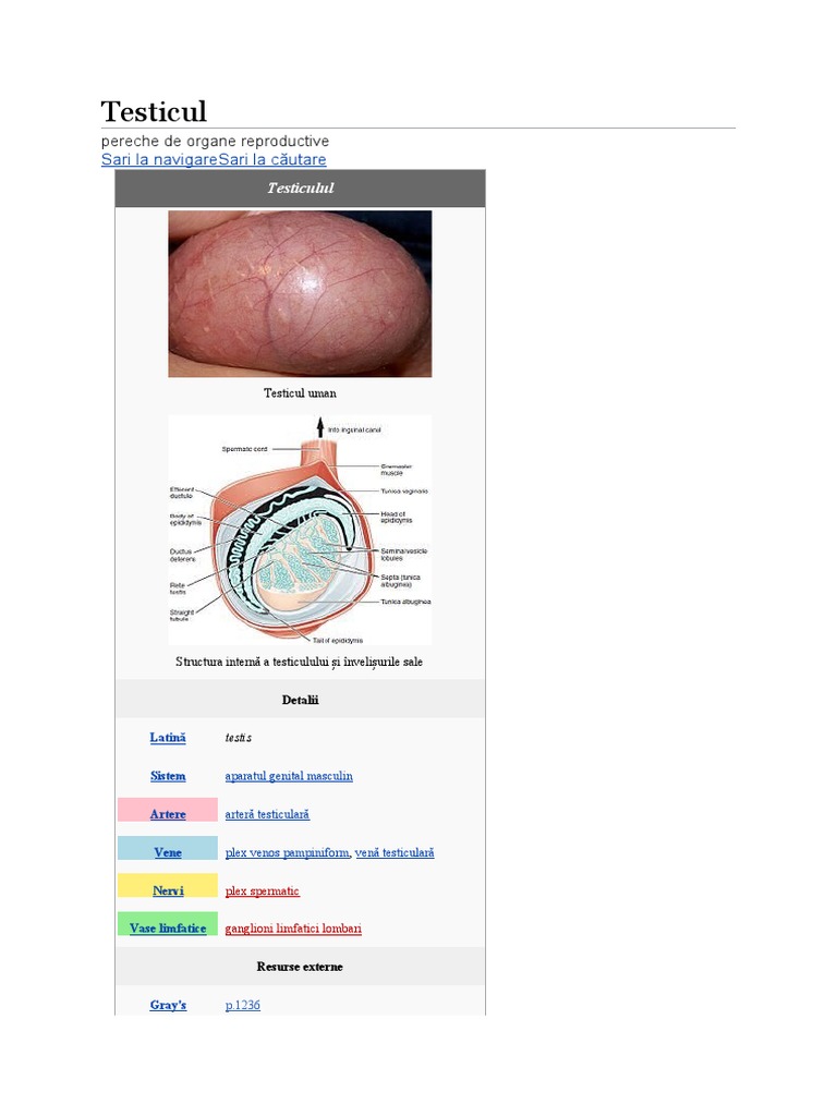 Testicul | PDF