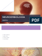 Sesión 3. Neuroembriología. Parte 2