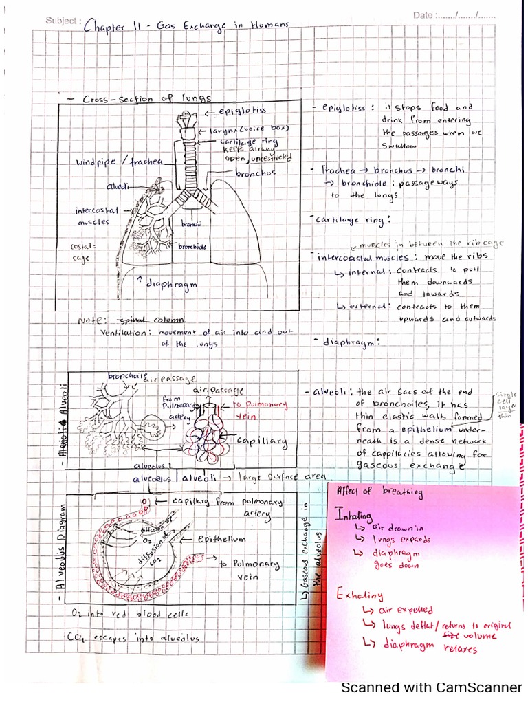Biology IGCSE Chapter 11 Gas Exchange in Humans PDF