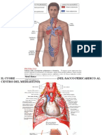 Apparato_Cardiovascolare