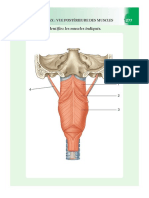 Pharynx Larynx