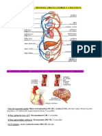 Procolos Sistem Circulatorio