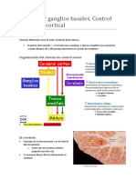 Cerebelo y Ganglios Basales