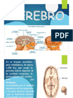 Diapositivas Cerebro Cerebelo y Medula Espinal - Compress