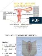 Aula 1 - Anatomiaginecologica