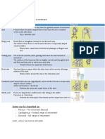 Synovial Joints and Functions