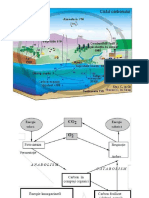 circuitul carbonului