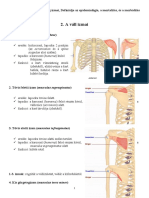 A Váll Izmai: Scapulae Alsó Szélén)