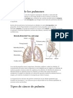 Anatomía y tipos de cáncer pulmón