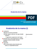 2.1. Datos Anatómicos de Interés