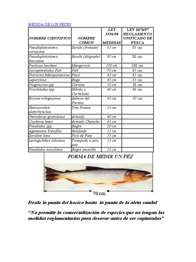 Medida de Los Peces PDF