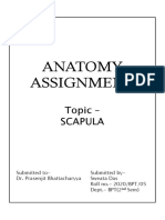 Anatomy Assignment: Topic - Topic - Scapula
