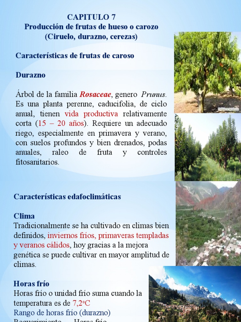 Tema 7. Frutos de Carozo | PDF | Injerto | Suelo