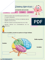 Sistema Nervioso