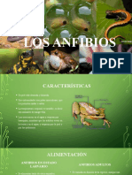 Exposicion Anfibios