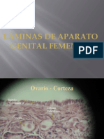 Histología Del Aparato Genital Femenino