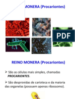 Reino Monera