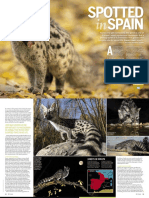 Spotted in Spain: Photographer Captures Europe's Mysterious Carnivore, the Common Genet