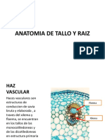 Anatomia de Raiz y Tallo
