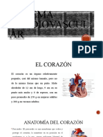 Sistema Cardivascular