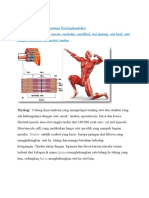 Sistem Otot (Muskulokeletal)