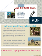 Animals and The Food Chain