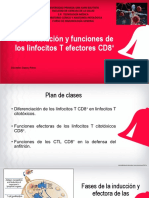 S11-Diferenciación y Activación de CD8