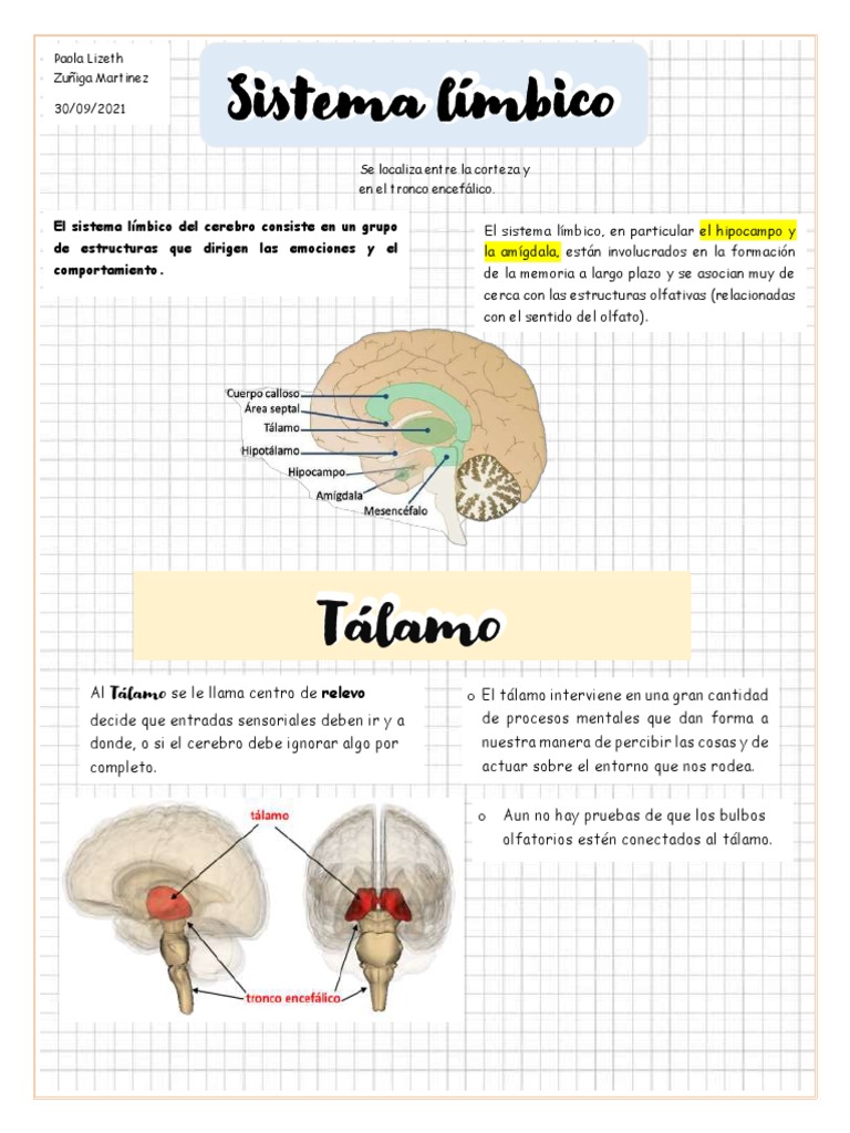 PPT - SISTEMA LIMBICO PowerPoint Presentation, free download - ID:3772273, image size:768x1024