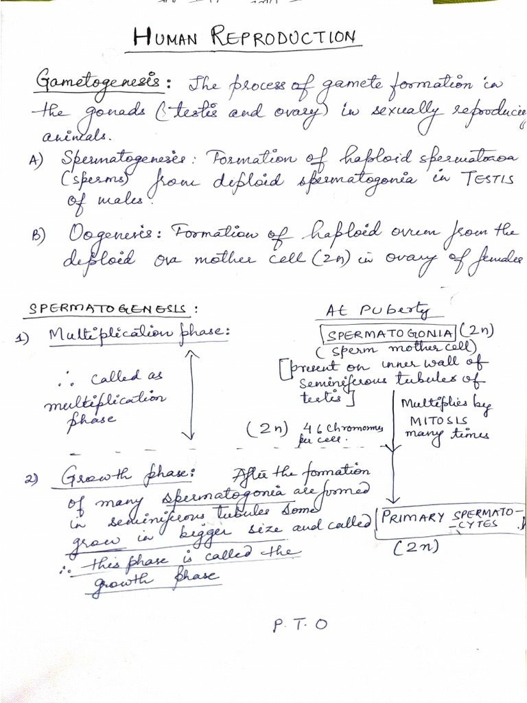 Notes of Human Reproduction Class 12 | PDF
