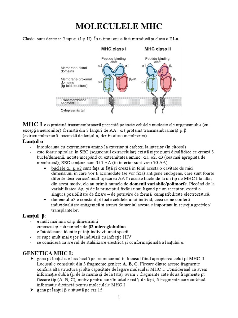 Moleculele MHC | PDF