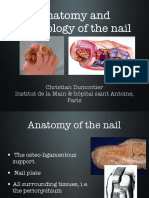 Ongles 20anatomy 20physiology 20nail