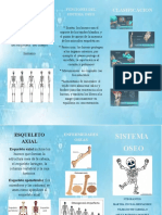 Funciones y clasificación del sistema óseo en