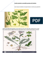 Manual de Recunoaștere Si Folosință A Plantelor Comestibile Spontane Din România