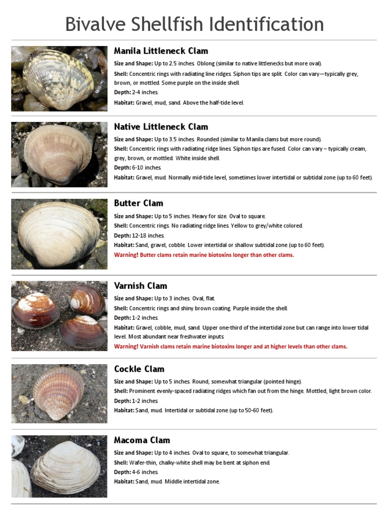 Bivalve Shellfish Identification Manila Littleneck Clam PDF