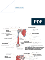 Inserciones de Los Músculos de La Escapula