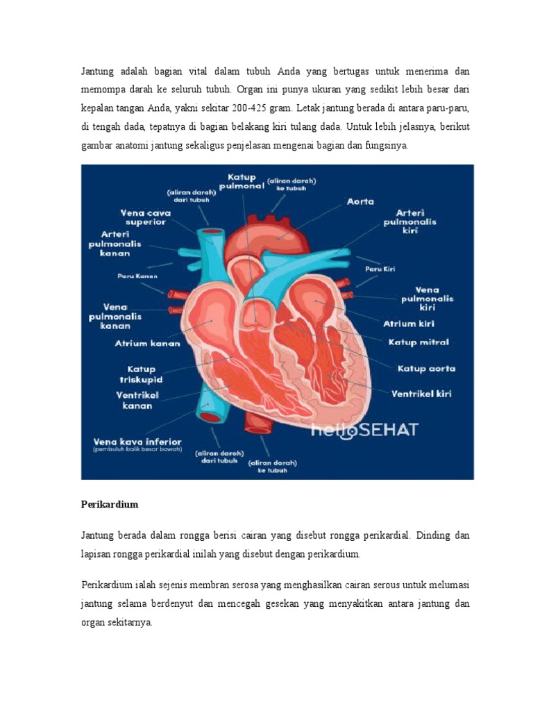Anatomi Jantung | PDF